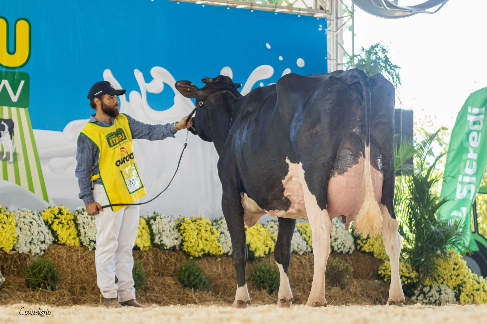 GRANDE CAMPEÃ